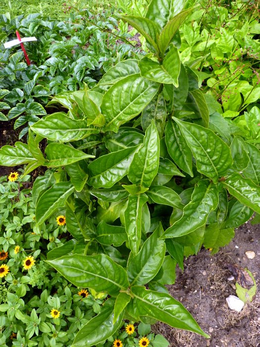 Odontonema stricta (3)